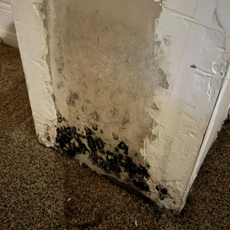Professional Mold Removal in Titus County, TX